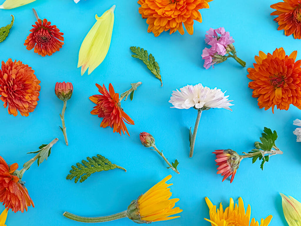 beautiful flowers on a colored background - Valokuva, kuva