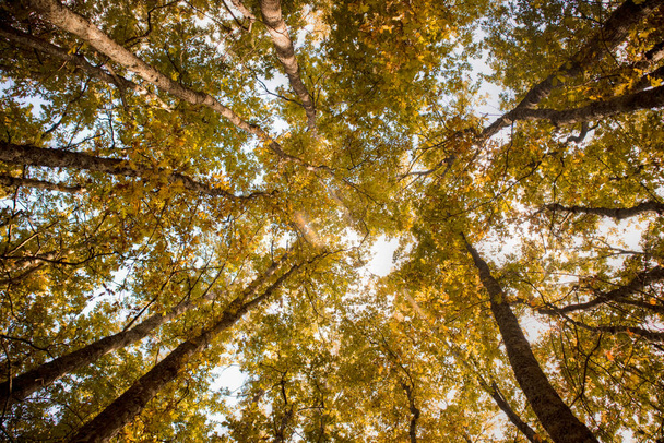 Kışın aşağıdan çekilen bir kayın ormanının fotografik temsili - Fotoğraf, Görsel