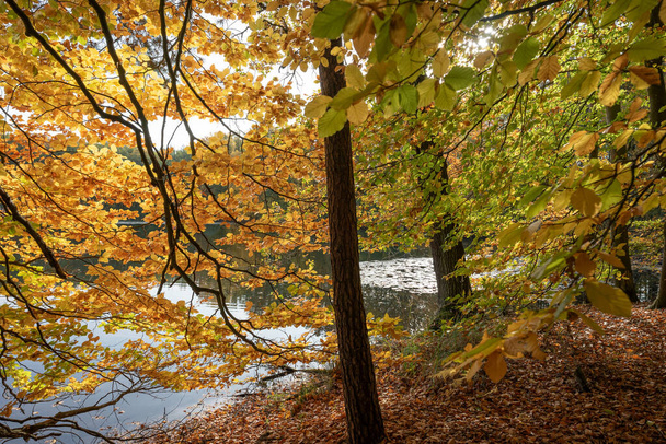 Ветка с цветными осенними листьями висит над озером - Фото, изображение