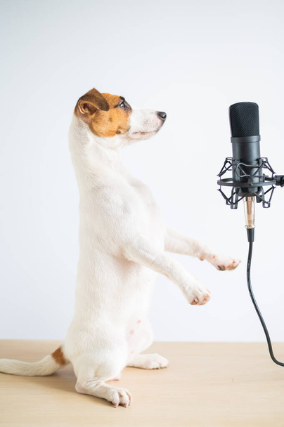 Jack russell terrier dog stands on its hind legs in a pose to serve at the microphone and is broadcasting on a white background - 写真・画像
