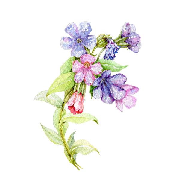 Lungwort herb watercolor illustration. Medical wild plant with blue flowers on the stem hand drawn image. Blooming lungwort herb isolated on white background - Fotografie, Obrázek