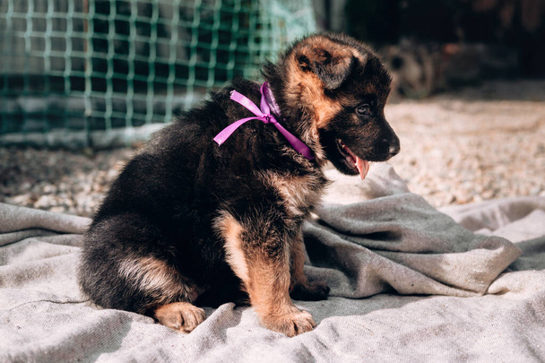 Un hermoso perrito pastor alemán negro y rojo con un collar de cinta rosa se sienta en una manta gris claro. Criadero pastor alemán, un joven perro pura sangre. - Foto, imagen