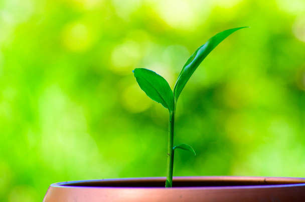 Молодое зеленое рыжее растение растет в горшке на зеленом фоне природы - Фото, изображение