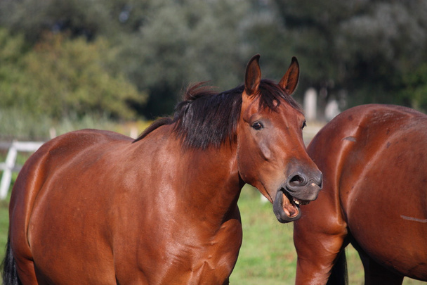 Ruskea hevonen nauraa ääneen
 - Valokuva, kuva