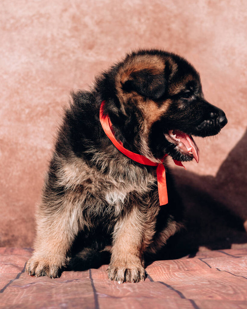 Όμορφο μικρό μαύρο και κόκκινο κουτάβι Γερμανικός Ποιμενικός σε ένα ελαφρύ φόντο με μια κόκκινη κορδέλα γιακά. Γερμανικός βοσκός, ένα νεαρό καθαρόαιμο σκυλί.. - Φωτογραφία, εικόνα