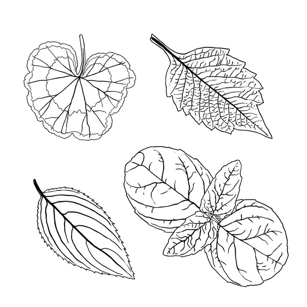 Floral design elements. Leaves with branches. Set of domestic greenery grass, home plant branches. Vector. - Vektori, kuva