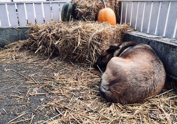 Hond slaapt in de kribbe op de vooravond van Halloween met pompoenen - Foto, afbeelding