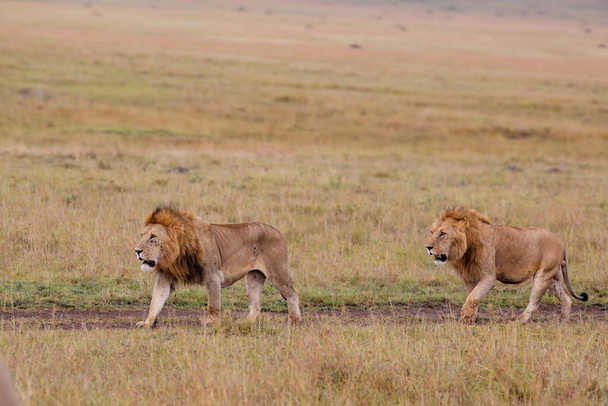 Fraternité - coalition de lions mâles dans les plaines de la réserve de chasse Masai Mara au Kenya - Photo, image