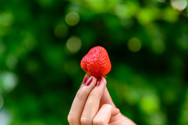 A ripe strawberry freshly picked and held high in fingertips. - Foto, imagen