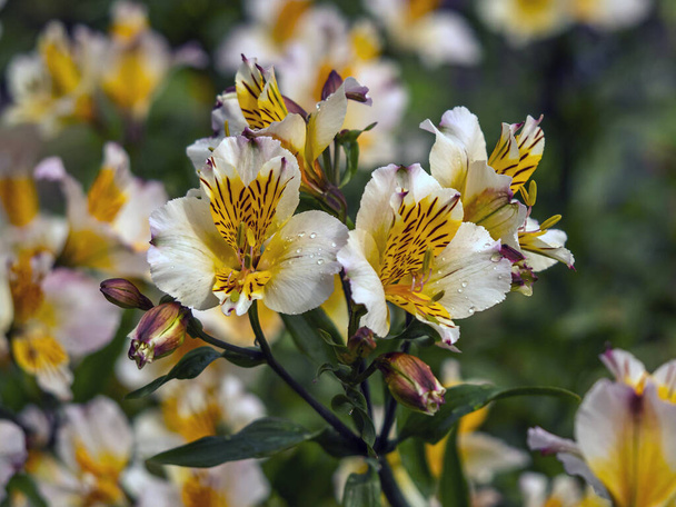 Ładna Alstroemeria Peruwiańskie kwiaty lilii, odmiana Aimi - Zdjęcie, obraz