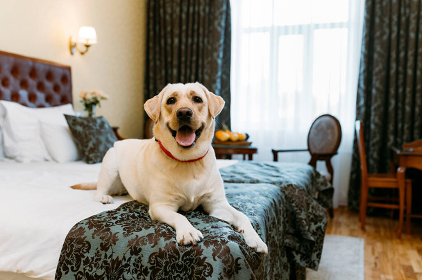 Labrador Retriever Hund auf dem Bett im Haus. - Foto, Bild