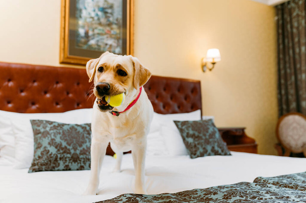 Labrador retriever dog on the bed indoors. - Fotó, kép