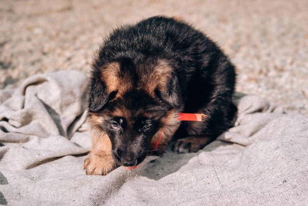 Un hermoso perrito pastor alemán negro y rojo con un collar de cinta roja se sienta en una manta gris claro. Una perrera de pastor alemán, un joven perro pura sangre. Pastor en una manta en la naturaleza. - Foto, imagen