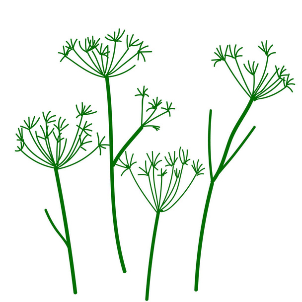 Wild umbrella dry herbs. Vector illustration. - Vector, imagen