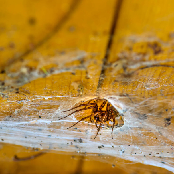 Primer plano de una araña en tela de araña sobre tablones de madera. - Foto, imagen