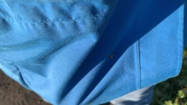 una mariquita corre sobre una chaqueta azul - Metraje, vídeo