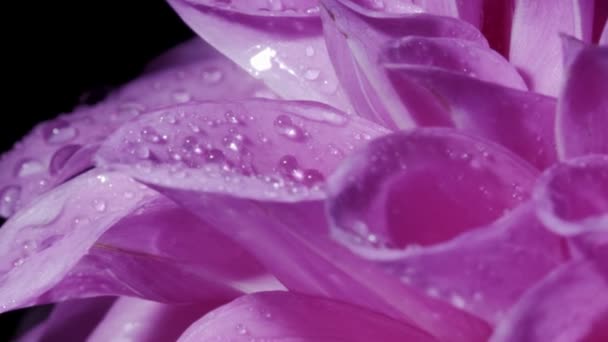 Eine lila Dahlienblüte auf schwarzem Hintergrund. ap schließen und rotieren - Filmmaterial, Video