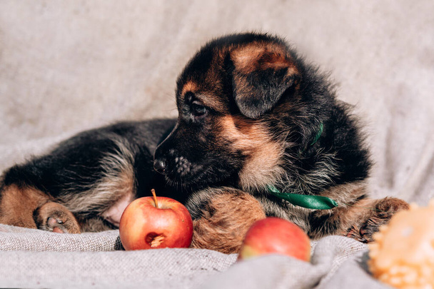 Ein schöner kleiner schwarz-roter Schäferhund liegt auf einer hellgrauen Decke neben frischen roten Äpfeln. Schäferhund-Zwinger. - Foto, Bild
