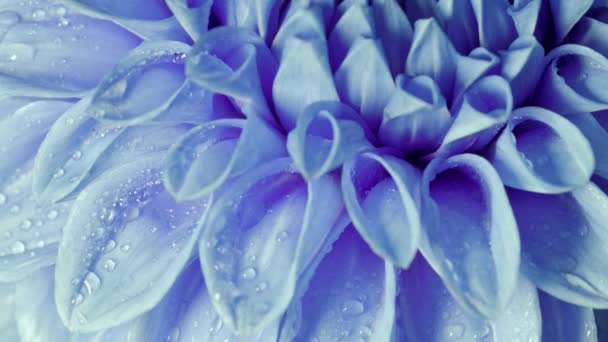 Schöne blaue Chrysantheme auf langsamer Rotation - Filmmaterial, Video