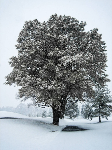 Zasněžený strom zblízka, zasněžená zimní krajina v neutrální paletě, padající sníh, zimní počasí - Fotografie, Obrázek
