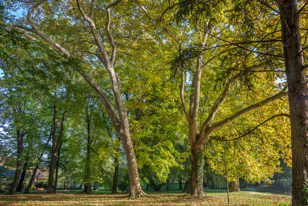 Brillo de la mañana en el parque en el otoño - Foto, imagen
