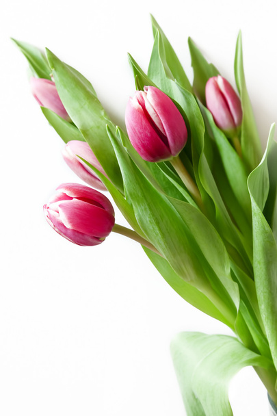 różowe tulipany izolowane na białym - Zdjęcie, obraz