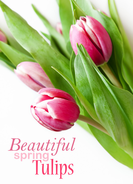 tulipanes rosados aislados en blanco - Foto, Imagen