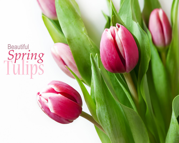 roze tulpen  - Foto, afbeelding