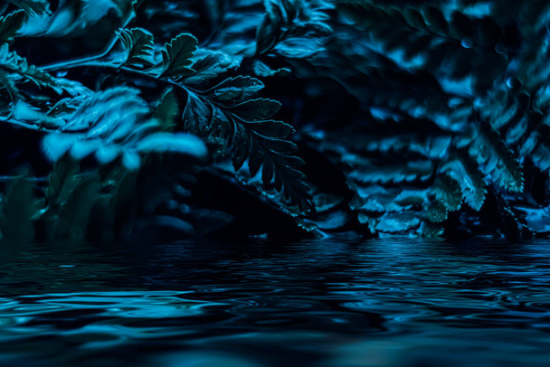 Blue plant leaves and water at night as surreal botanical background, minimal design - Valokuva, kuva