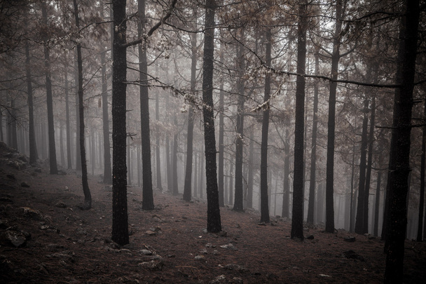 Wald - Foto, Bild
