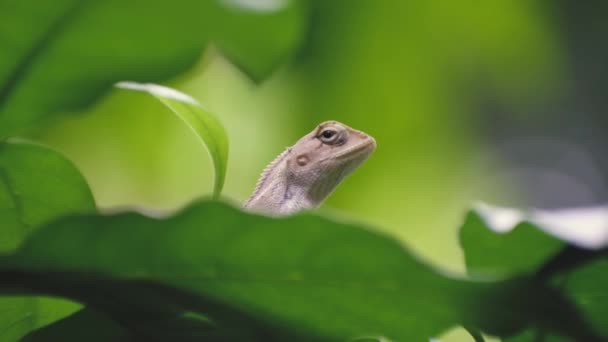 piękna indyjska jaszczurka włóczy się po lesie deszczowym - Materiał filmowy, wideo