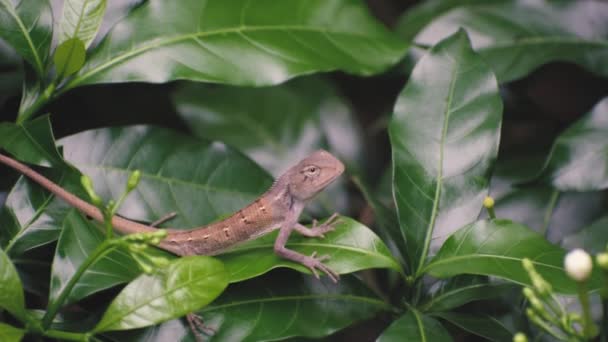 piękna indyjska jaszczurka szuka modlitwy - Materiał filmowy, wideo