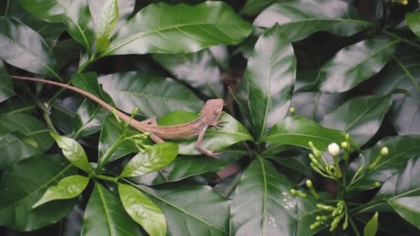 un hermoso lagarto indio está vagando por el jardín - Metraje, vídeo