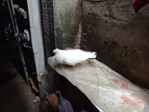 bílá barevný holub detailní up na farmě v domě - Fotografie, Obrázek