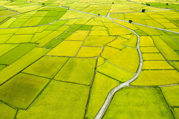 Vista aérea de Beautiful Rice Fields en el municipio de Chishang, condado de Taitung, Taiwán en otoño - Foto, Imagen