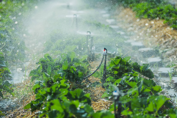 Sprinkler (Springer) ποτίζει μια ποικιλία από όμορφη καλλιέργεια Φράουλα δέντρο στον κήπο. - Φωτογραφία, εικόνα