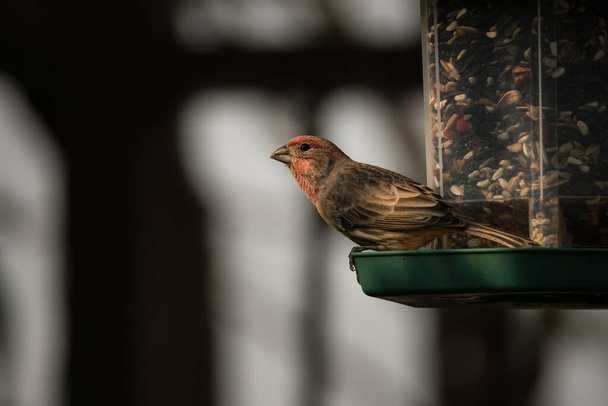 Male house finch observes his surroundings while perched on a birdfeeder - Photo, Image