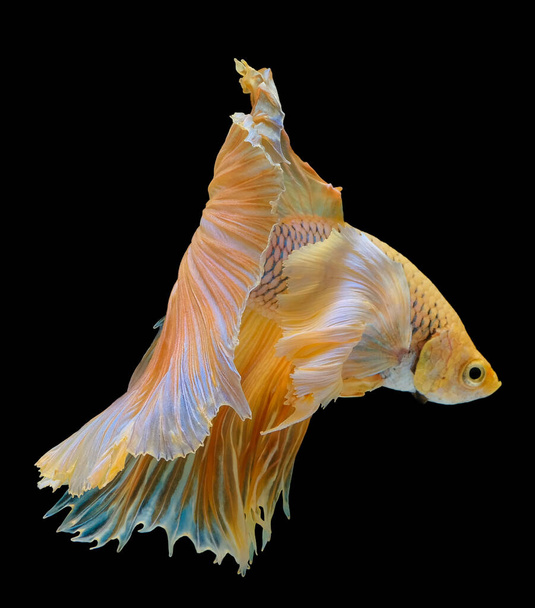 Piękny ruch żółtej ryby Betta, syjamskie ryby bojowe, Betta splendens Tajlandii, odizolowany na czarnym tle. - Zdjęcie, obraz