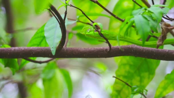 Serpente orientale lento muoversi su ramo tra le foglie in giardino - Filmati, video