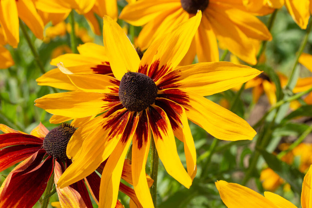 Черноглазый Сьюзан Радбекия цветет крупным планом, красивый садовый цветок, желтый лепесток с тёмным ядром - Фото, изображение