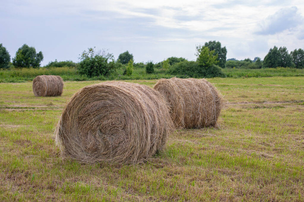 Αρκετές μεγάλες μπάλες σανού σε ένα χωράφι, την εποχή της συγκομιδής. Φυσικό αγροτικό τοπίο με γεωργικά φυτά - Φωτογραφία, εικόνα