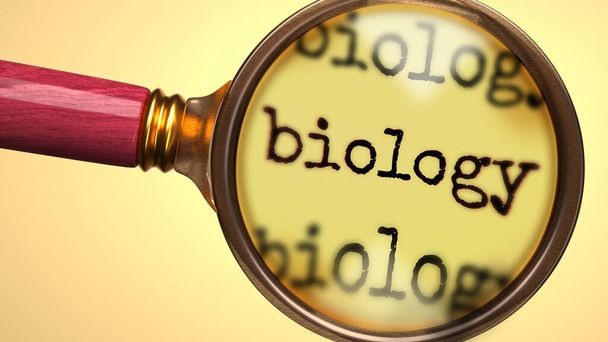 Вивчення і вивчення біології, показано як збільшення скла і слова біології, щоб символізувати процес аналізу, вивчення, вивчення і більш детального вивчення біології, 3d ілюстрації
 - Фото, зображення
