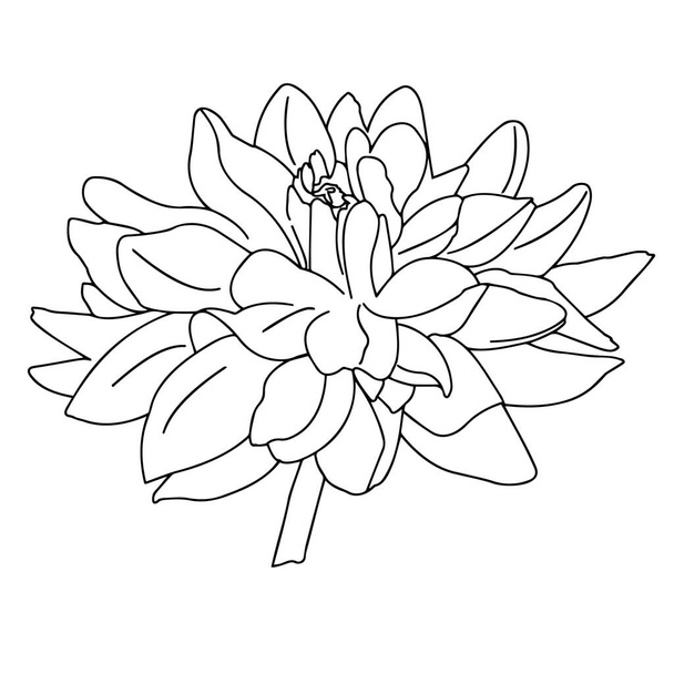 Vector graphics. Close-up outline of a flower on a white background. - Vector, imagen