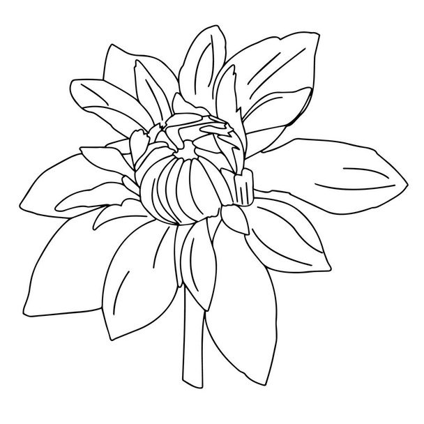 Vector graphics. Close-up outline of a flower on a white background. - ベクター画像