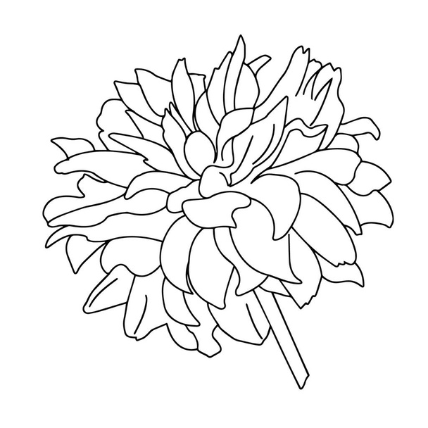 Vector graphics. Close-up outline of a flower on a white background. - Vetor, Imagem