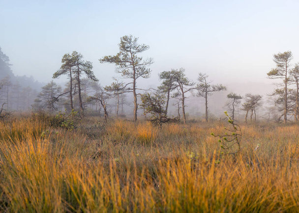 Moorlandschaft im Morgennebel, verschwommene Sumpfkiefernkonturen, Moorvegetation, Sonnenaufgang über dem Moor, Madiesenu-Sumpf, Dikli, Lettland - Foto, Bild