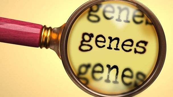 Esaminare e studiare i geni, mostrato come una lente di ingrandimento e geni parola per simboleggiare il processo di analisi, esplorazione, apprendimento e dare uno sguardo più da vicino ai geni, illustrazione 3d - Foto, immagini