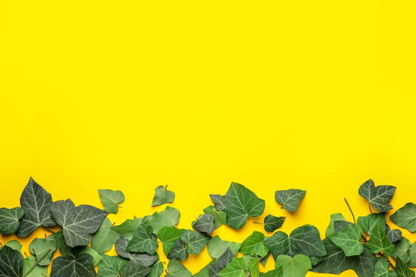 Зелене листя плюща на кольоровому фоні
 - Фото, зображення