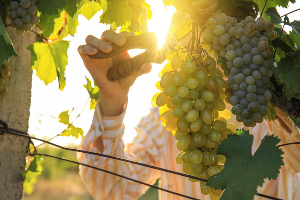 Vrouw snijden cluster van verse rijpe sappige druiven met snoeier in wijngaard - Foto, afbeelding