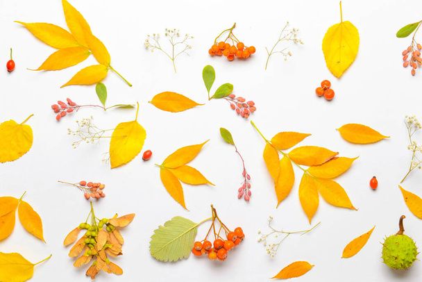 Gyönyörű őszi kompozíció fehér háttér - Fotó, kép